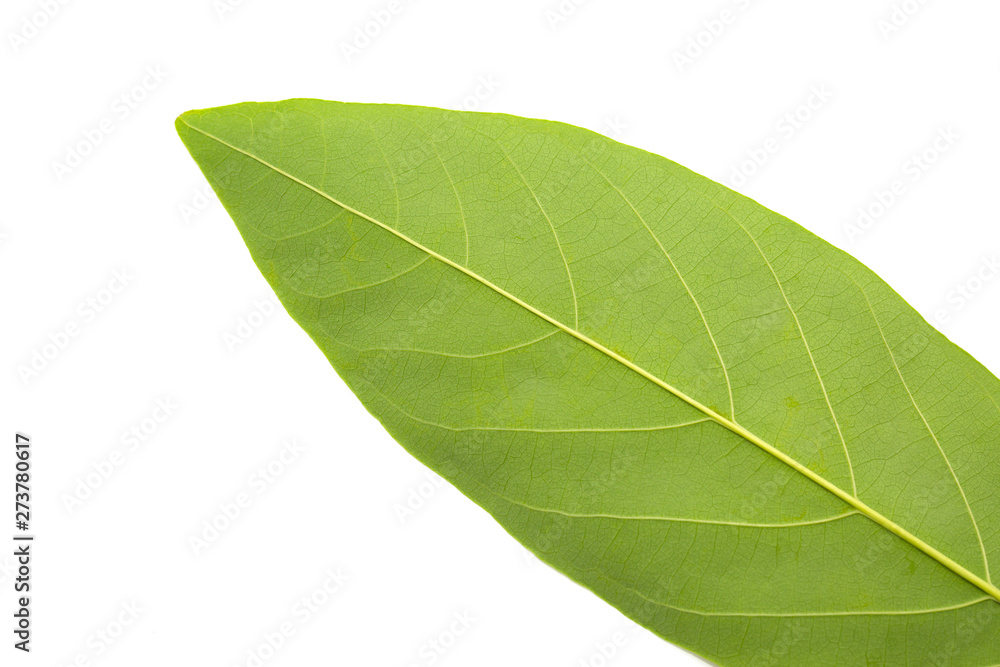 Obraz premium Green leaf texture