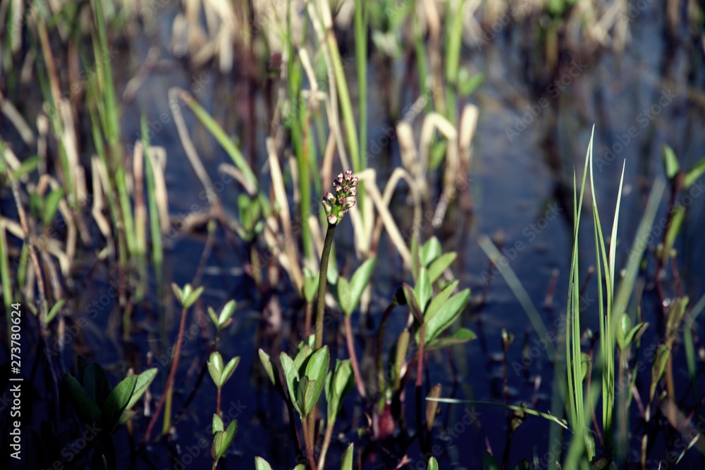 Close up on Plants growing along river bank on summer day Close up on Plants growing along river bank on summer day