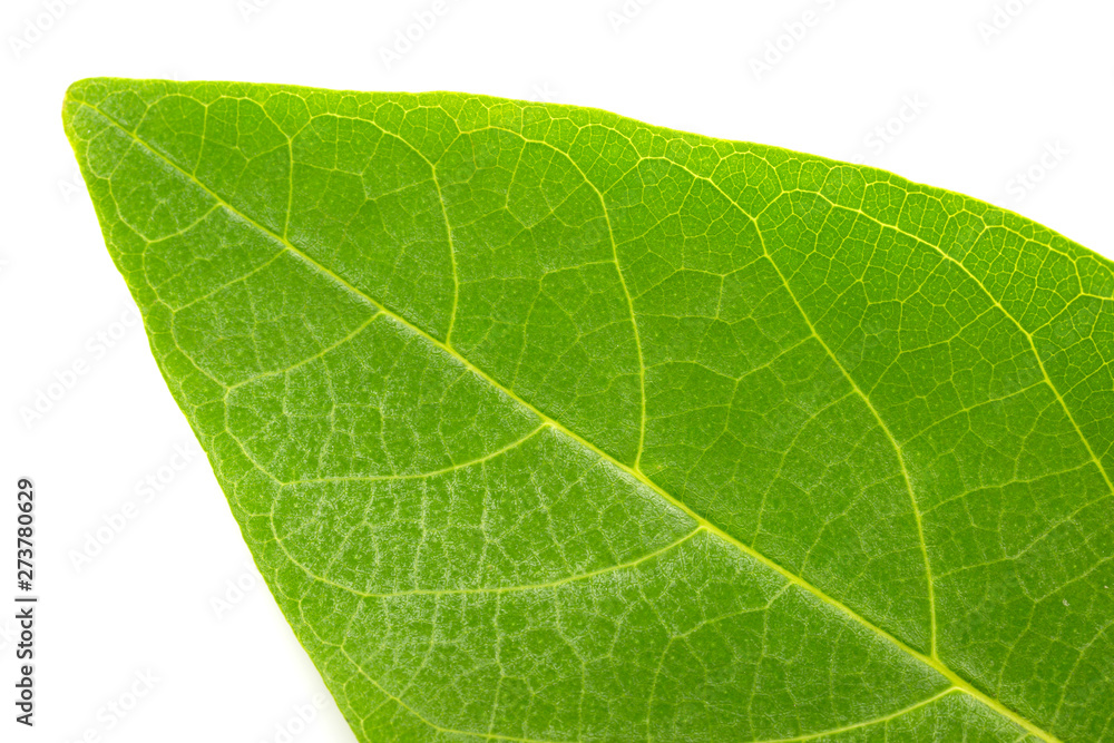 Green leaf texture Green leaf texture