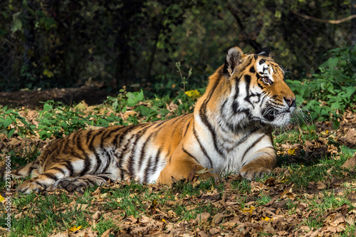 The Siberian tiger,Panthera tigris altaica in the zoo © rudiernst