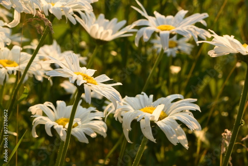 daisies in the garden © CarolAnne