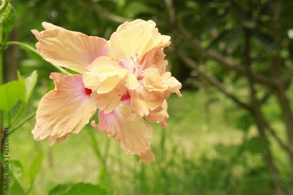 Hibiscus flower Hibiscus flower