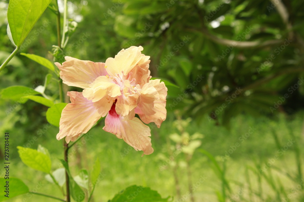 Obraz premium Hibiscus flower