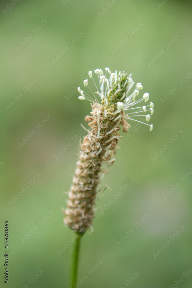 Ripple-grass