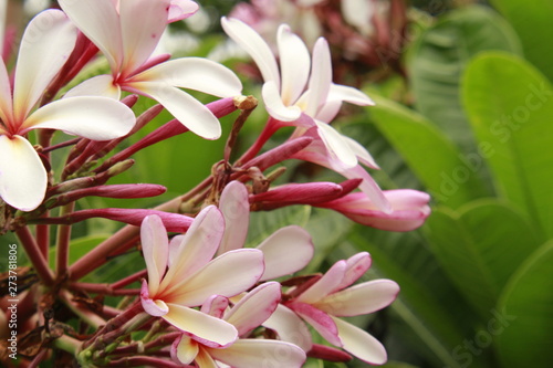 pink or purple white Plumeria (frangipani) Flowers Blooming with green leaves.Plumeria flowers on the tree.