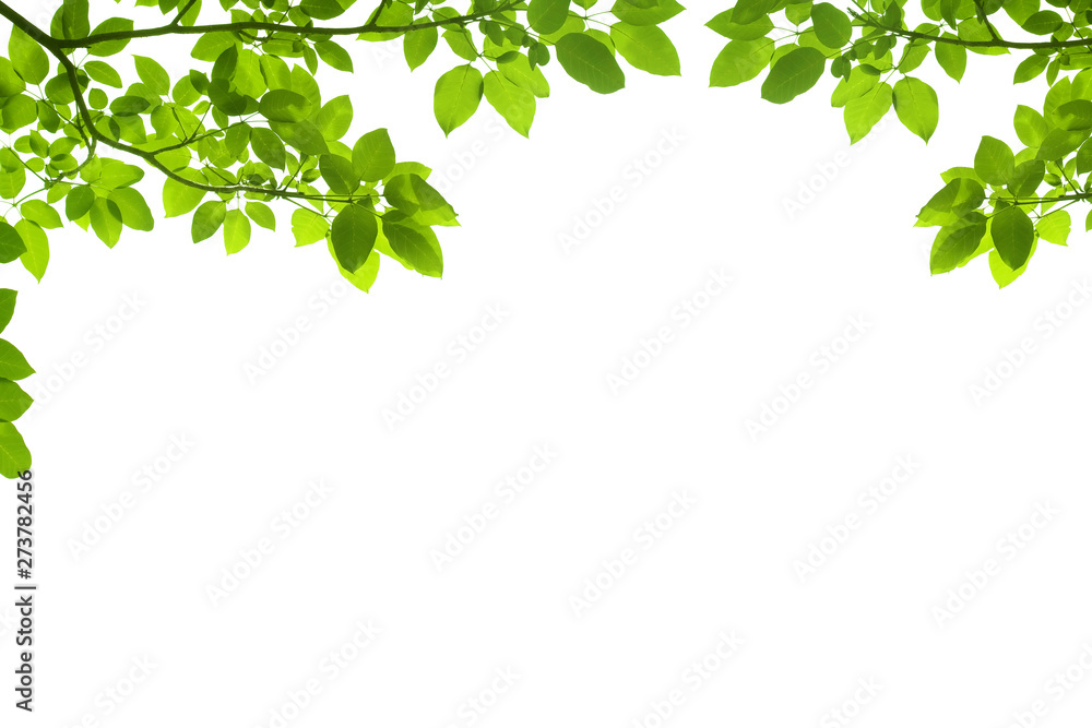 Green leaves and branches isolated on white background.