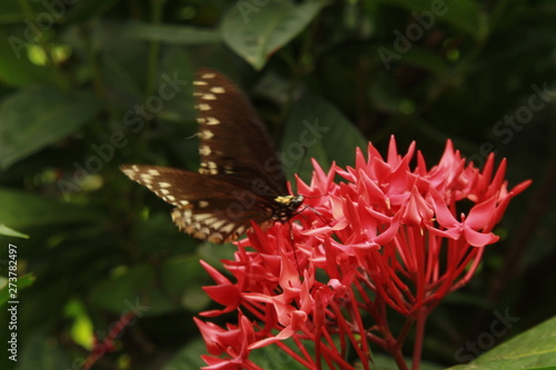 Red ixora and butterfly