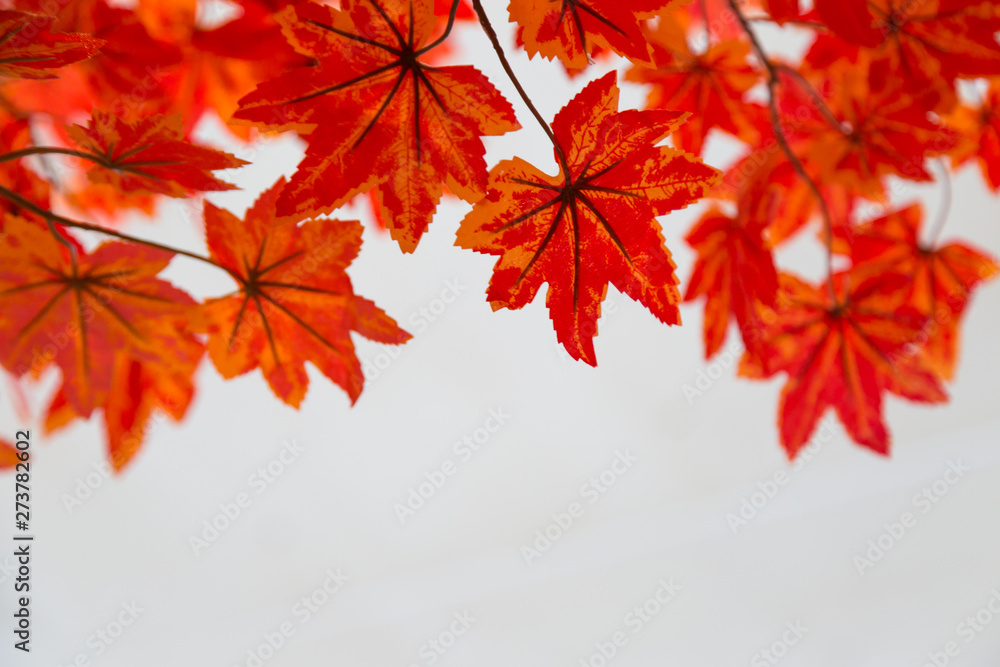 Selective focus of plastic red maple with white background Selective focus of plastic red maple with white background