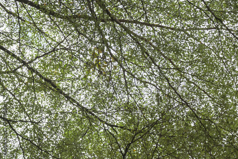 Fototapeta premium Green leaf