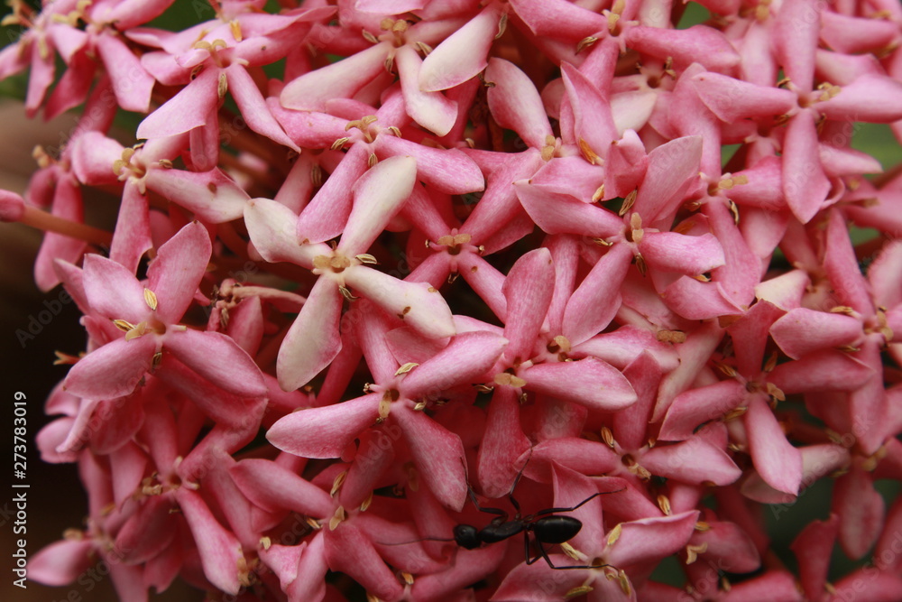 Pink ixora flowers. Pink ixora flowers.