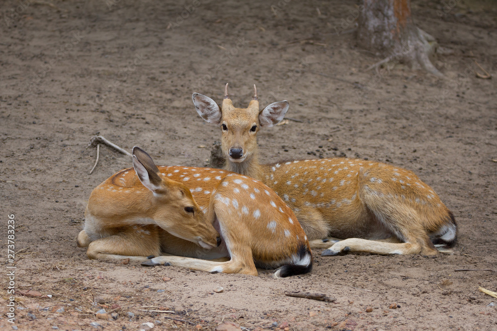 Young Whitetail Deer male and female sitting together Young Whitetail Deer male and female sitting together