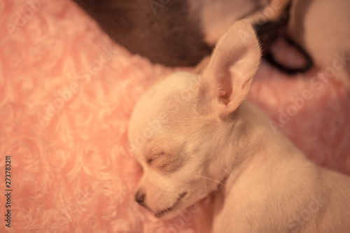 Baby chihuahua Sleeping