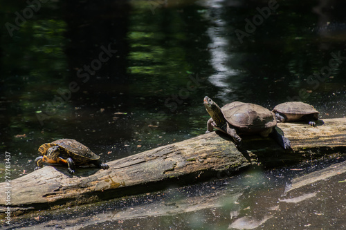 Turtles in a pond in the park