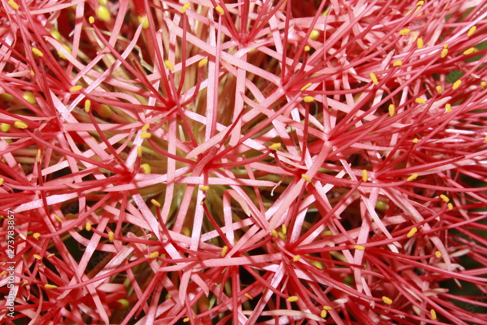 Abstract background and texture of red blood lily, ball lily(scadoxus multiflorus) flower. Abstract background and texture of red blood lily, ball lily(scadoxus multiflorus) flower.