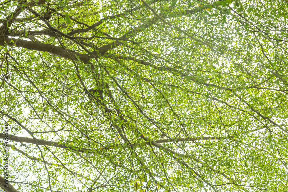 Obraz premium Green leaf
