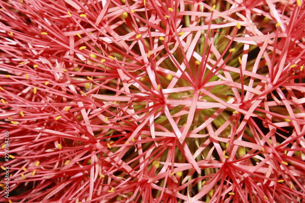 Abstract background and texture of red blood lily, ball lily(scadoxus multiflorus) flower. Abstract background and texture of red blood lily, ball lily(scadoxus multiflorus) flower.