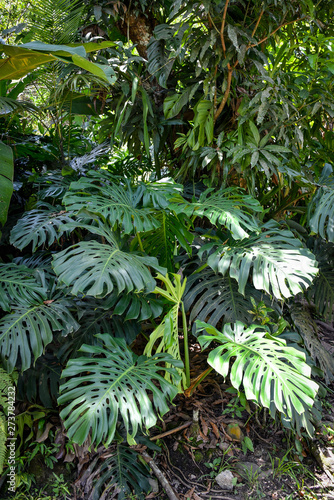 Monstera plants growing in tropical forest in the Chanchamayo region of Peru