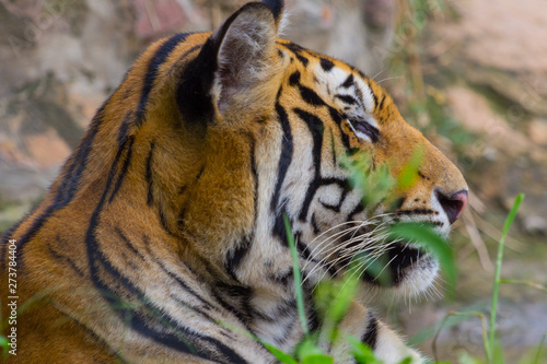 Side view of Head and face Royal Bengal tiger Nature