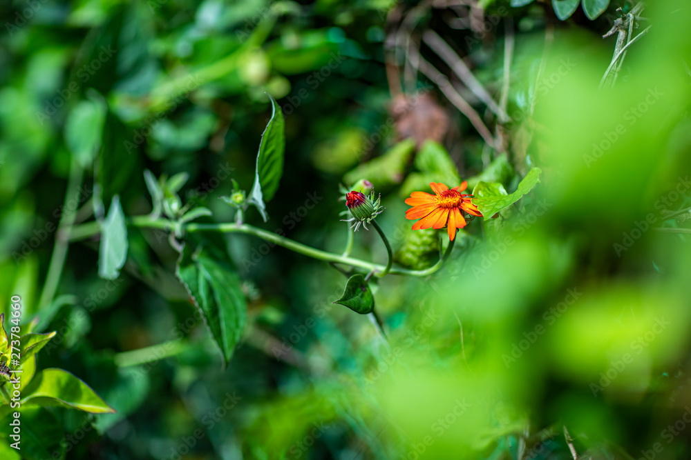 Red flower in the garden with green background. Red flower in the garden with green background.