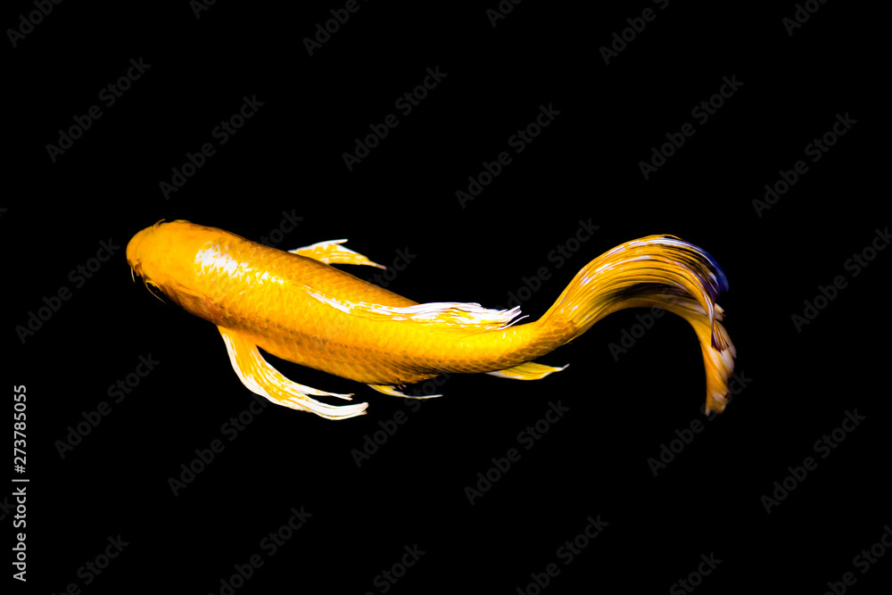 Noise photo of Golden Koi Japanese fish is swimming, which is good ...