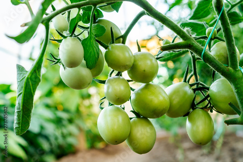 Unripe beautiful tomatoes on a branch in the greenhouse. Conception of organic home production of food