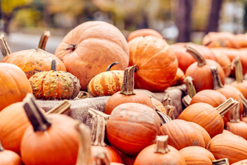 pile of pumpkins in the farm market. harvest festival