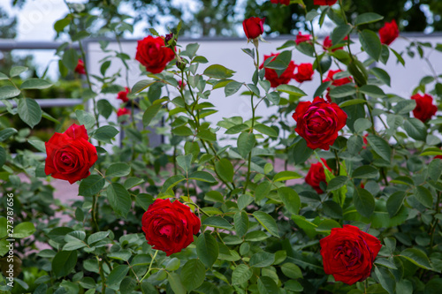 large buds of red roses and green leaves