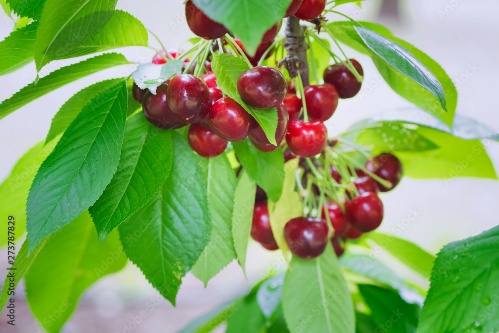 Red ripe cherries closeup Red ripe cherries closeup