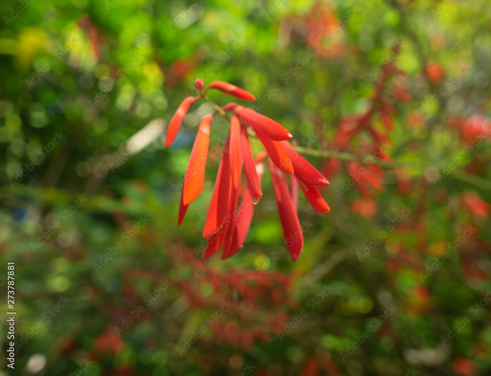 Hawaii Waimea Valley Red Flower (Bokeh) Hawaii Waimea Valley Red Flower (Bokeh)