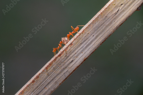 Behavior of ants.Worker ants are there working.