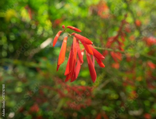 Hawaii Waimea Valley Red Flower (Bokeh) photo