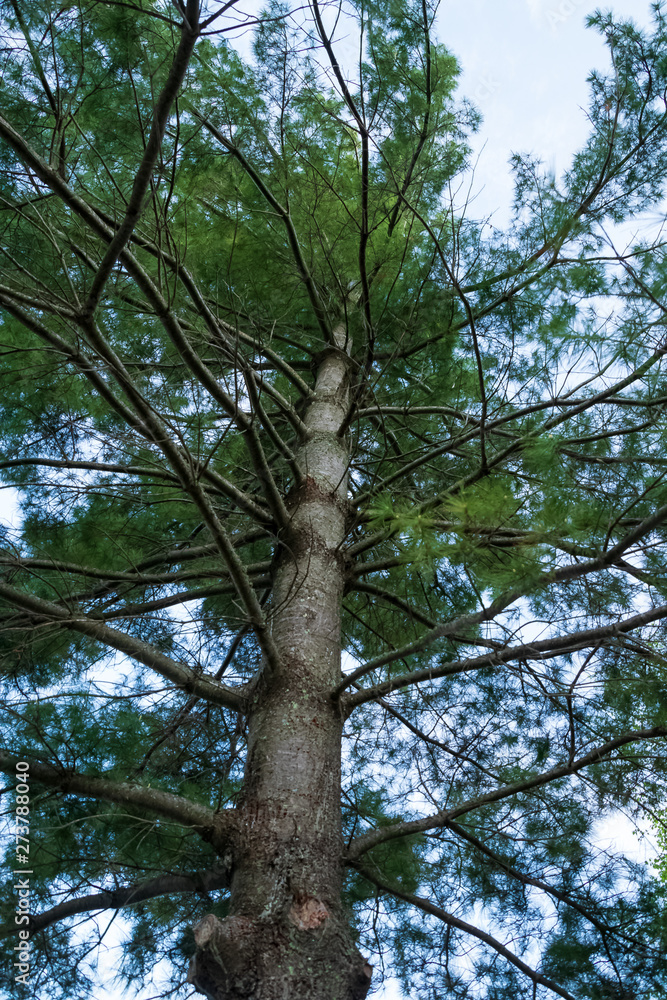 Fototapeta premium Low angle view of coniferous tree in the Northwoods forest