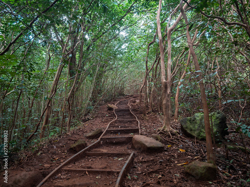 Pathway through the jungle. photo