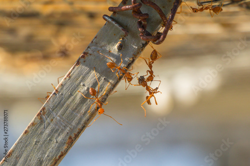 Behavior of ants.Worker ants are there working.