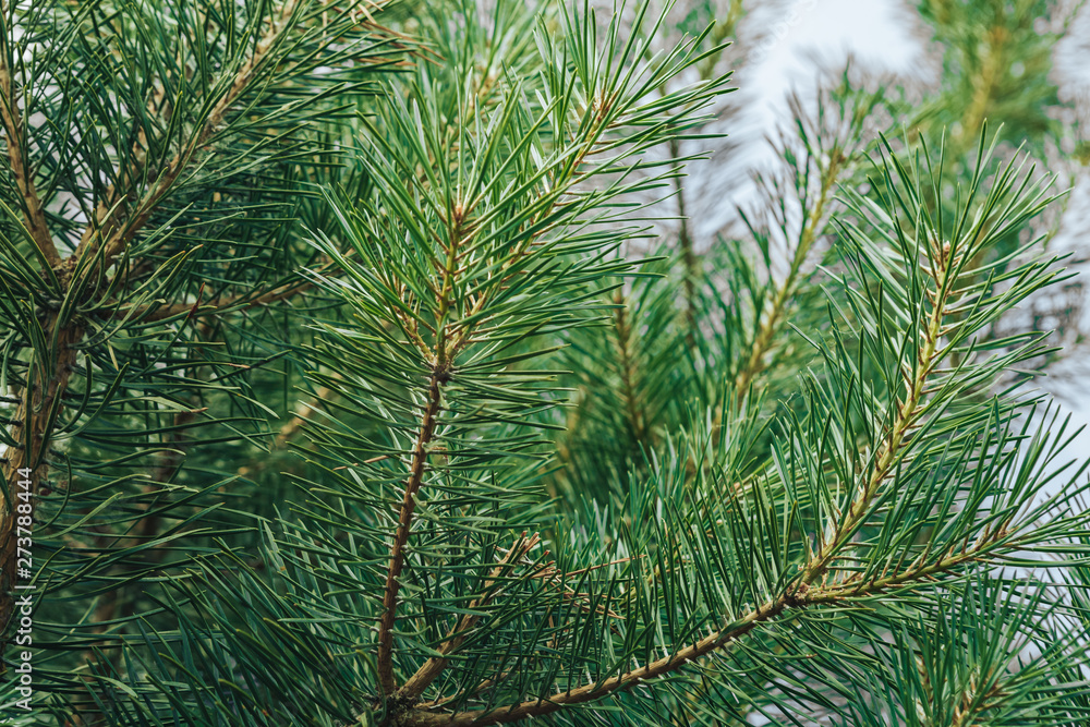 green branches of a coniferous tree, a natural background green branches of a coniferous tree, a natural background