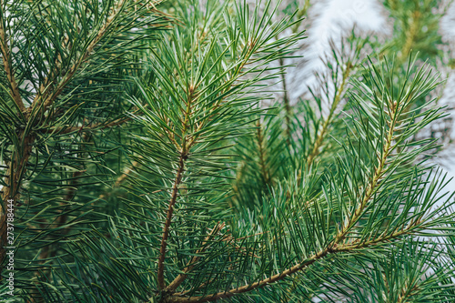 green branches of a coniferous tree  a natural background