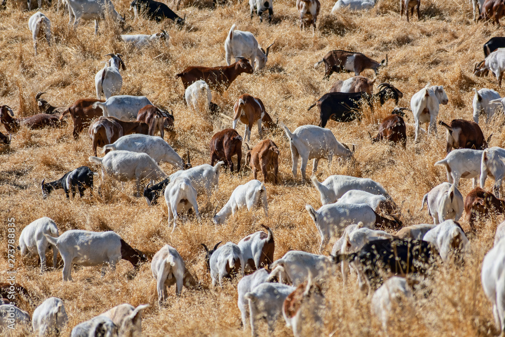Goats chew through flammable grass on hill to prevent brush fire and keep wildfire risk down. Environmentally friendly brush control and wildfire prevention by grazing goats. Goats chew through flammable grass on hill to prevent brush fire and keep wildfire risk down. Environmentally friendly brush control and wildfire prevention by grazing goats.