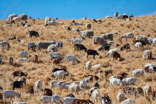 Goats chew through flammable grass on hill to prevent brush fire and keep wildfire risk down. Environmentally friendly brush control and wildfire prevention by grazing goats.