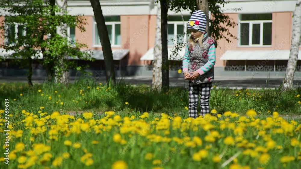 Little Girl Walking on a Field of Yellow Dandelions and Collecting it in City Park in Spring Time. People, Children, Childhood Concept Little Girl Walking on a Field of Yellow Dandelions and Collecting it in City Park in Spring Time. People, Children, Childhood Concept