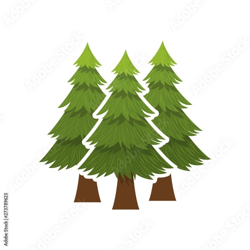 Isolated natural pine tree design