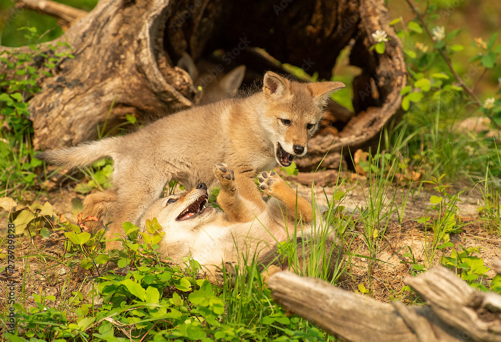 Obraz premium Coyote Pups