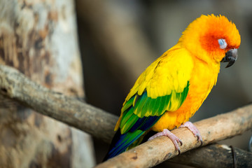 Small Parrot , Bird in yellow/orange/green colorful fur. During sleepy standing as very cute moment. Animal close up eye focus photo.