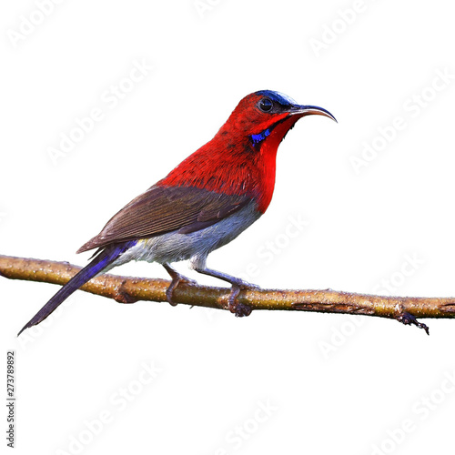 Crimson Sunbird bird