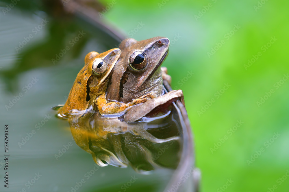 Obraz premium tree frog mating from Thailand