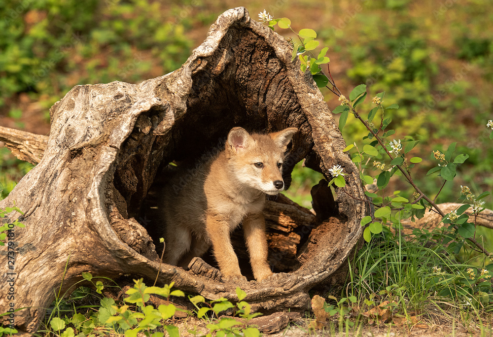 Coyote pup Coyote pup