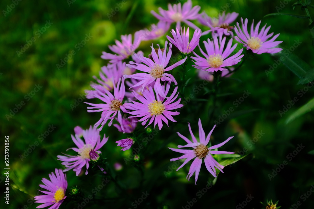 Obraz premium Purple flowers