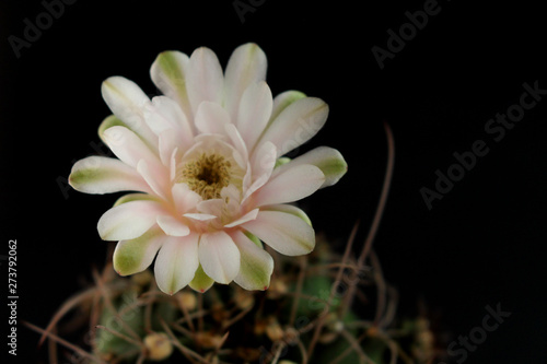 cute green cactus in pot with beautiful pink flowers on black background