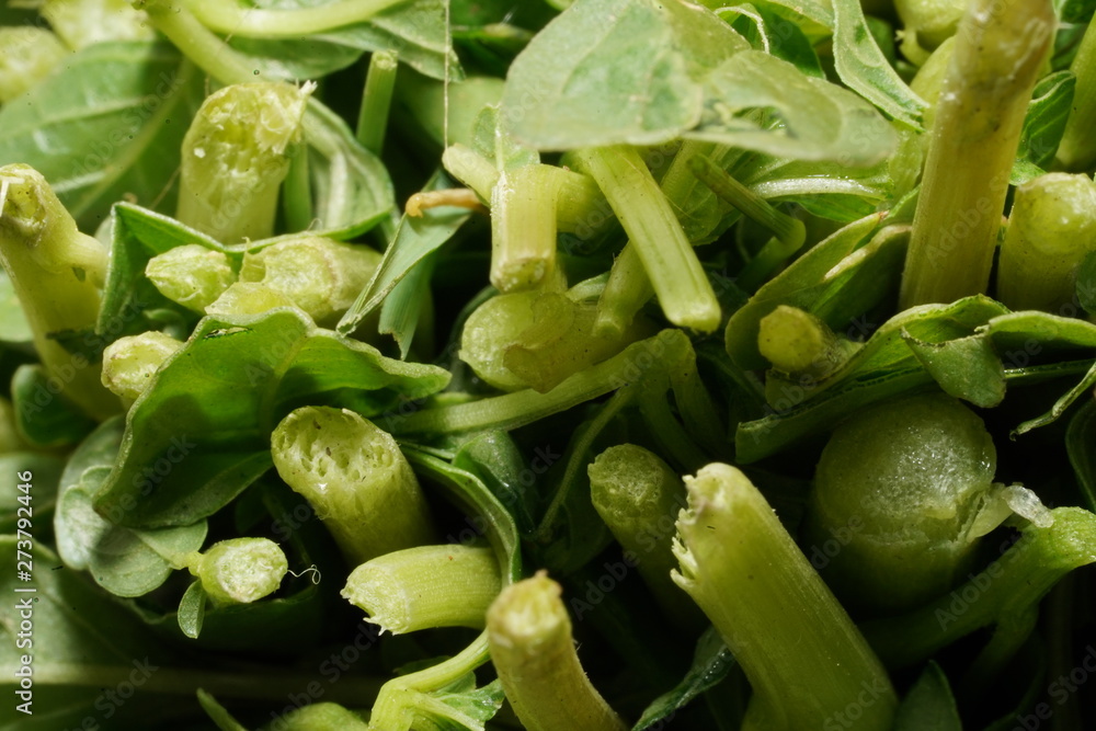 Obraz premium Green leaves stems