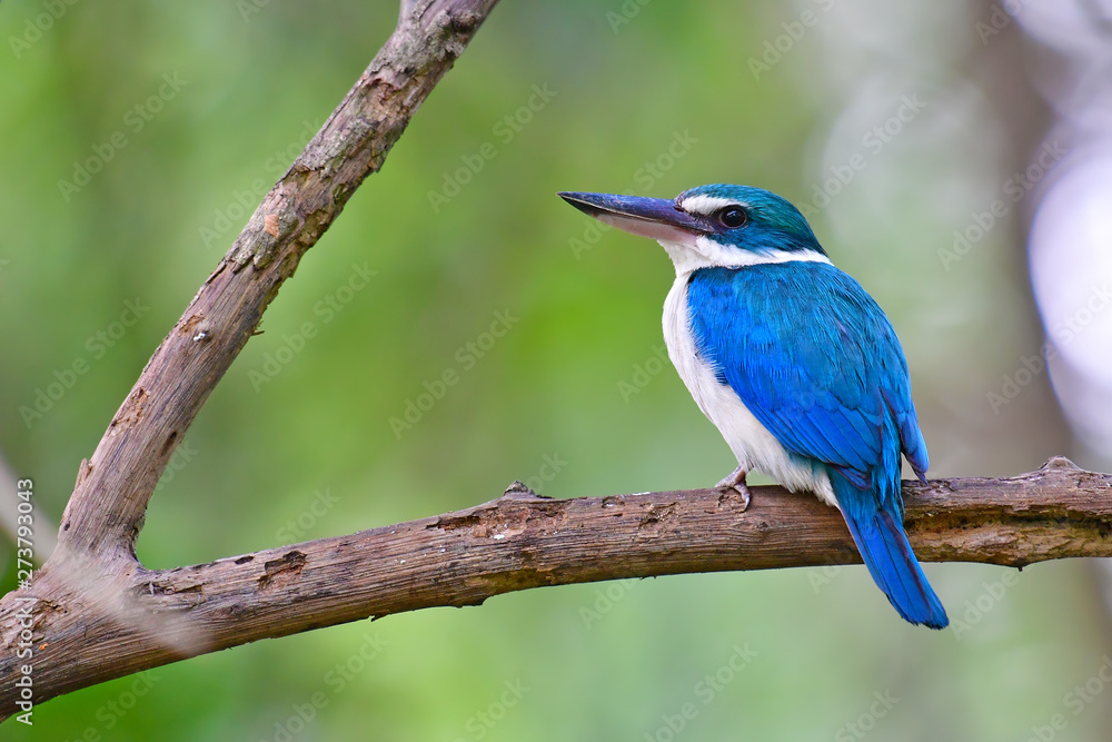 Collared Kingfisher Bird Collared Kingfisher Bird