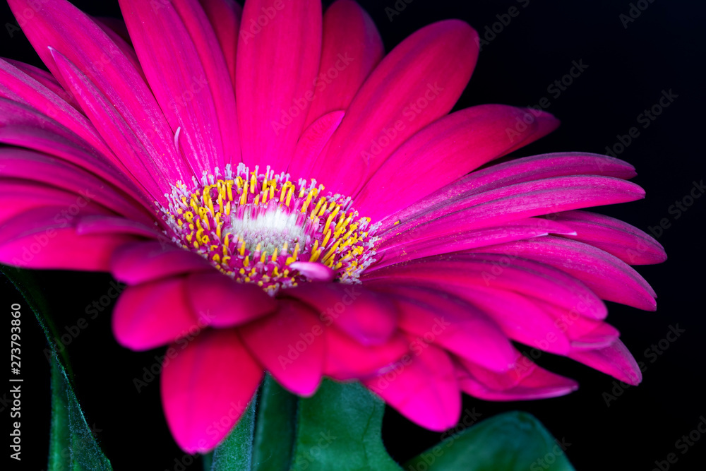 Gerbera red flower head, genus of plants in the Asteraceae of the daisy family native to tropical regions of South America, Africa and Asia, macro with shallow depth of field 